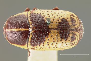 Media type: image; Entomology 8828   Aspect: habitus dorsal view
